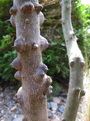 Zanthoxylum_simulans_stamm.jpg