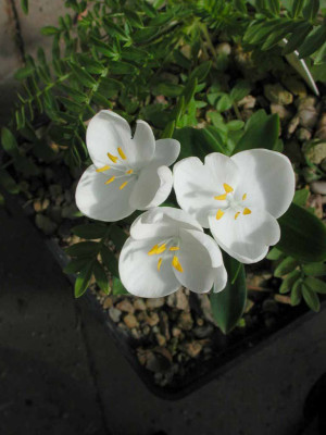 Weldenia_candida_Blute.jpg