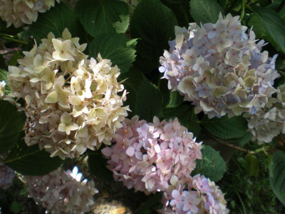 GP_Hydrangea_Endless_Summer_2011e.jpg
