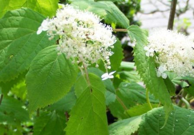 Hydrangea_arborescens_Hills_of_Snow.jpg