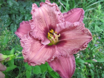 Hemerocallis_294.jpg