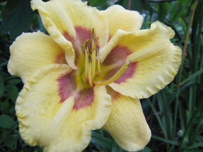 Optical_Art_Hemerocallis_288.jpg