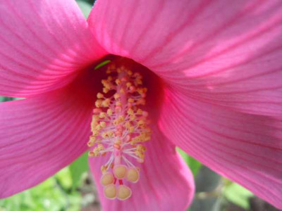 24.07.11_Hibiscus_palustris_005.JPG