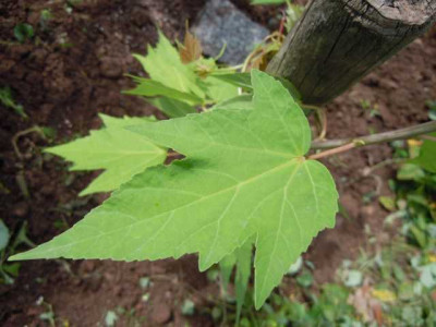 24.07.11_Hibiscus_palustris_006.JPG