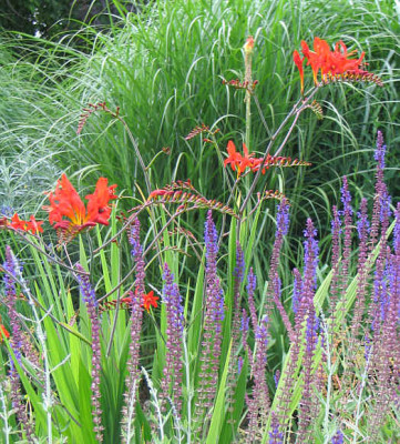 Crocosmia_Salvia_kl.jpg