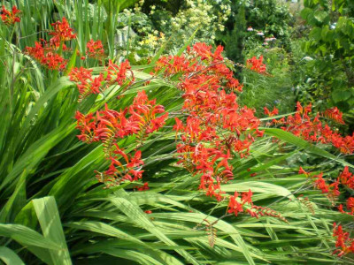 GP_Crocosmia_Lucifer_2011e1Kopie.jpg