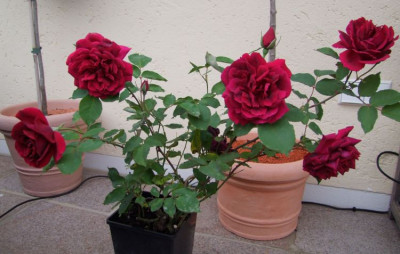 DSCF9743-k.jpg