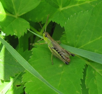 Heuschrecke_110724.jpg