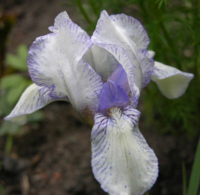 I.lavendel_plicata.JPG