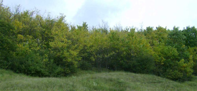 Trockenenschaden-Muldenau-2.jpg
