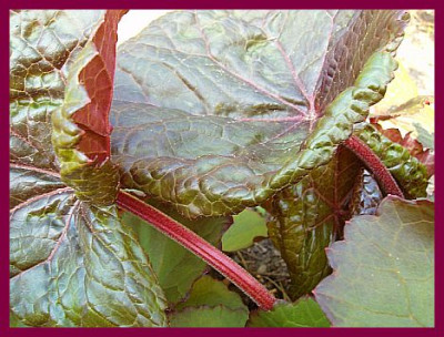 Ligularia.jpg