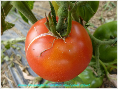 Apple_of_Novisad_2011_03.JPG