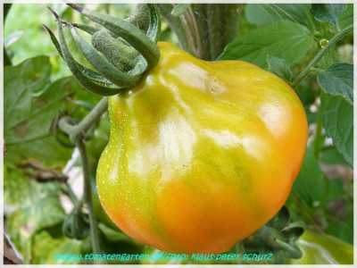Beuteltomate_aus_El_Salvador_2011_02.JPG