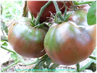 Black_Krim_2011_03.JPG