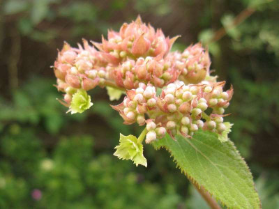 Hydrangea_aspera_Kawakamii_2.JPG