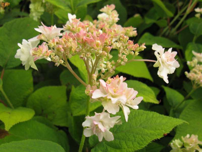 Hydrangea_involucrata_Yokodanka_ganz.JPG