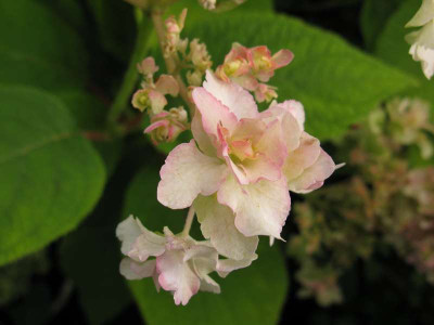 Hydrangea_involucrata_Yokudanka_Detail.JPG