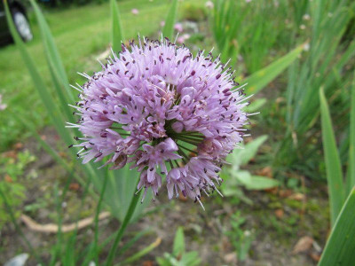 Allium_pyrenaicum_110720.jpg