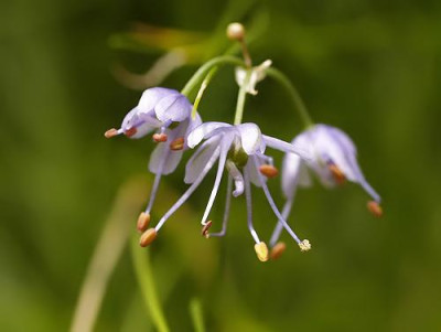 Allium_sikkimensis.jpg