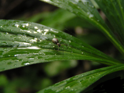 a_spinne_lilium_martagon.jpg