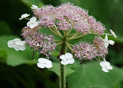 welche_Hydrangea.jpg