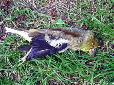 toter_Vogel1.jpg