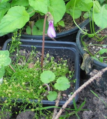 Cyclamen-darkpurple-ax.jpg