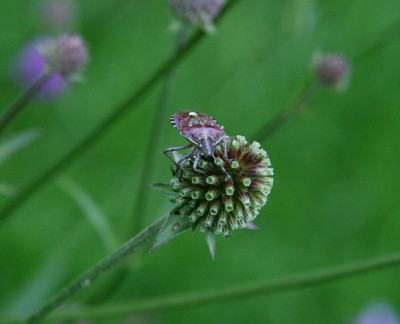 Succisa_pratensis0611.jpg