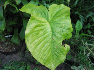 A.sikokianum-chen.jpg