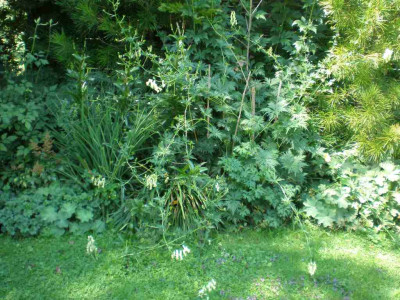 GP_Aconitum_gelb_2011e3.jpg