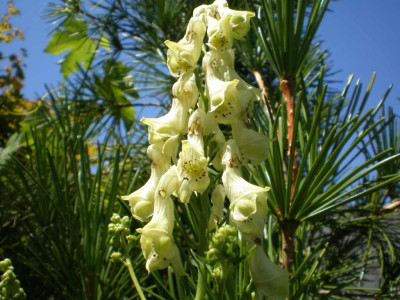 GP_Aconitum_gelb_2011e1.jpg