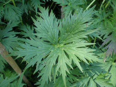 GP_Aconitum_gelb_2011e2.jpg