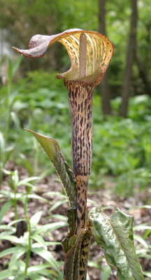 IMG_0259_eArisaema_nepenthoides_w.JPG