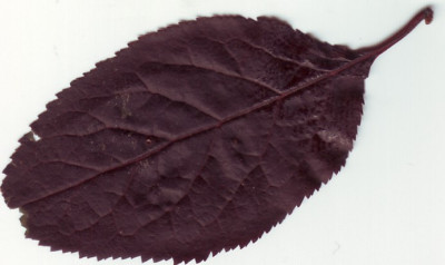 Blatt_Rot.jpg