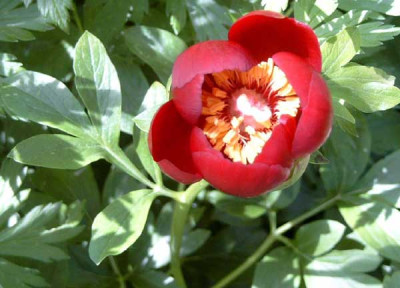 Paeonia_broteroi_2.jpg