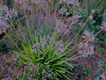 Agapanthus.jpg.jpg