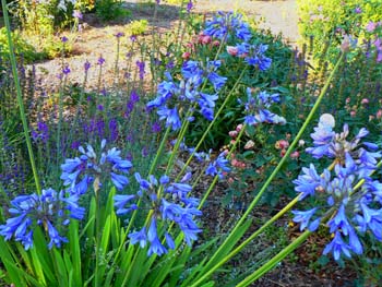 Agapanthus2.jpg.jpg