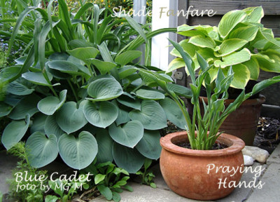 Imgp8826-Hostas.jpg