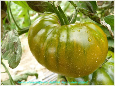 Green_Moldowan_2011_01.JPG