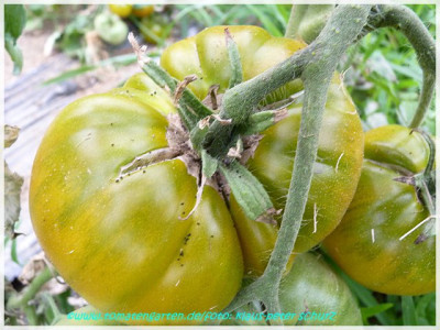 Green_Pineapple_2011_01.JPG