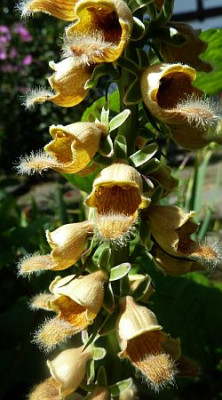 Digitalis_parviflora_P1020504.jpg