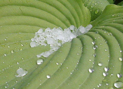 Imgp8857-SS-Hagel.jpg