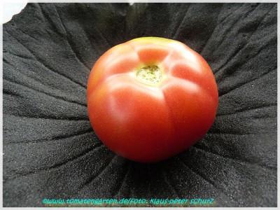 Red_Georgia_2011_Fruit04.JPG
