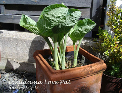Imgp8815-LovePat.jpg