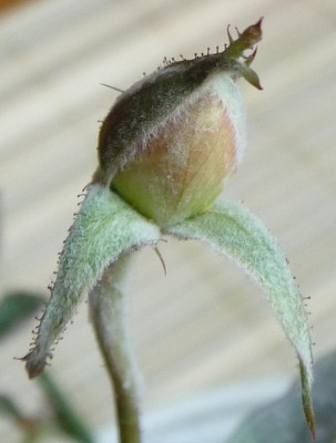 FDxCrep14_10.JPG