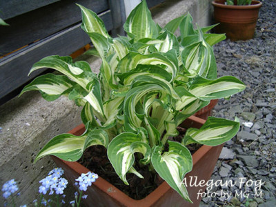 Imgp8750-AllegFog.jpg