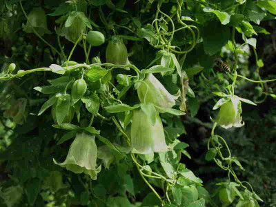 Codonopsis_viridiflora_28.7.11._009.jpg
