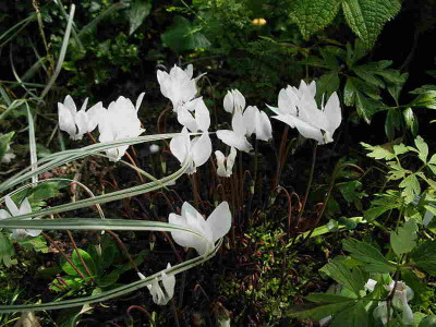 Cyclamen_hederifolium_28.7.11._007.jpg