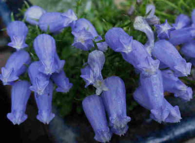 Campanula_zoysii_25.7.11._001.jpg