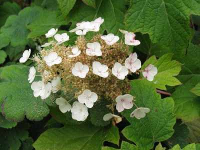 Hydrangea_quercifolia_Sikes_Dwarf.jpg